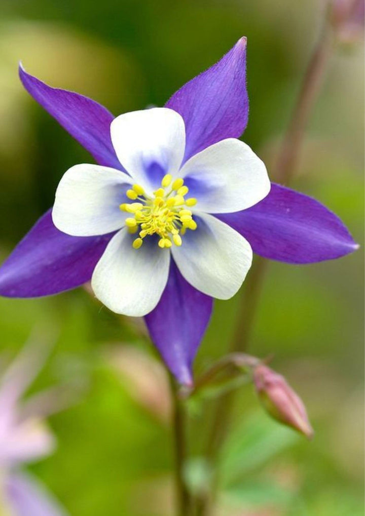 Columbine Flower Seeds for Planting 100