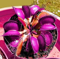 Purple Venus Flytrap – Exotic Carnivorous Plant with Vibrant Purple Traps | Live Potted Dionaea Muscipula