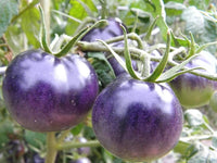 Night Blue Tomato Solanum lycopersicum for planting in home garden