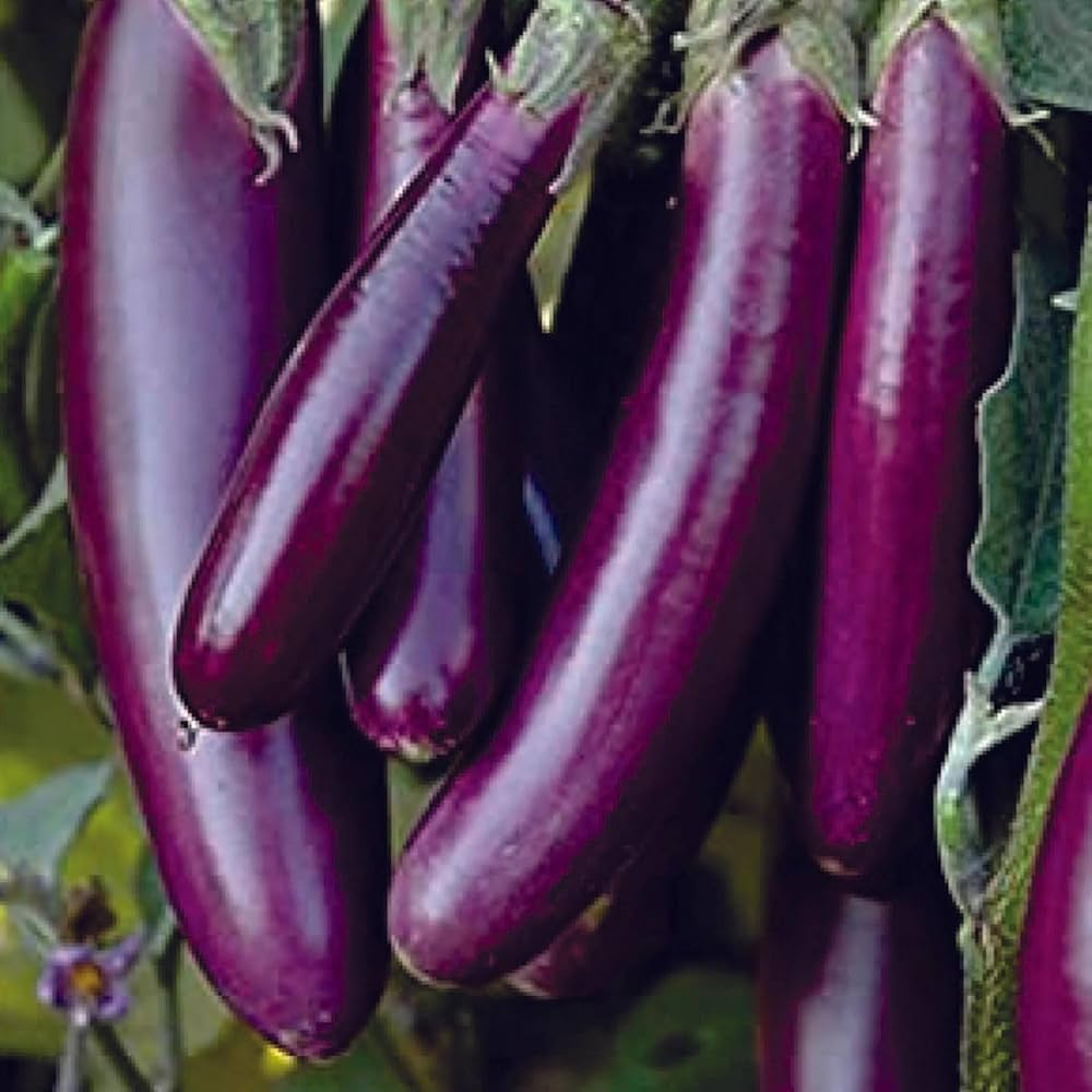 Japanese (eggplant Solanum melongena long purple) for planting in garden