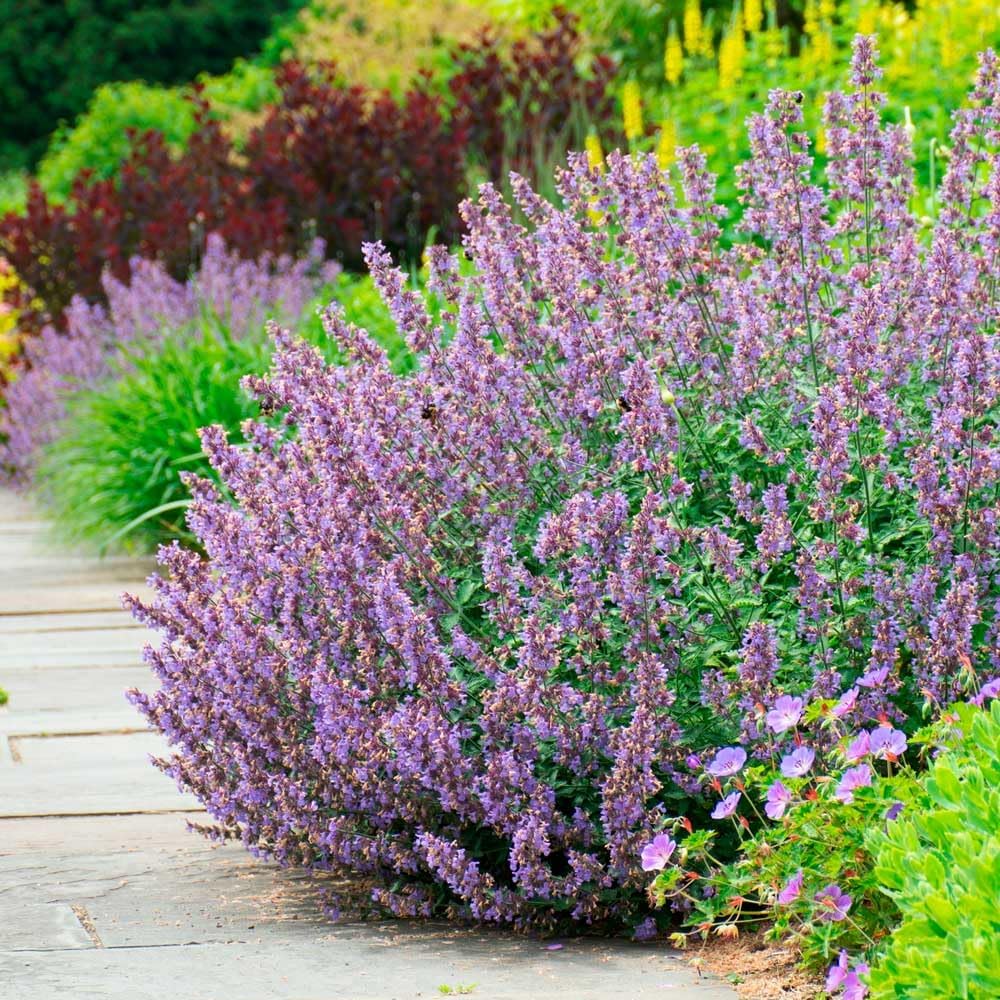 Heirloom Non-GMO Nepeta Flower Seeds for Planting – Fragrant Pollinator-Friendly Blooms - Non-GMO for planting in home garden