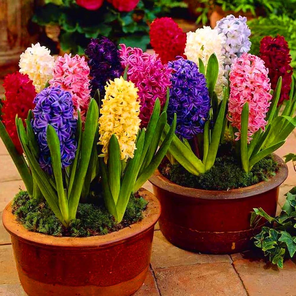 Giant Hyacinth Collection Seeds