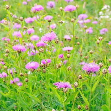 White centaurea flower Centaurea cyanus aloha blanca annual seeds for planting in garden beds or balcony pots