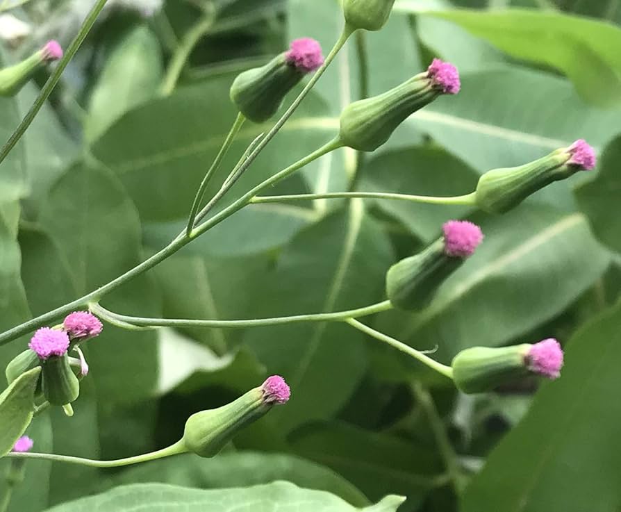 Emilia sonchifolia seeds for planting – annual flowering plant seeds with purple to pink tufted blooms, suitable for wildflower meadows, gardens, and open landscapes