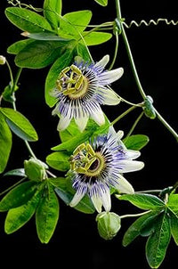 Passiflora Flower Seeds for Planting 100 -Hierloom Flower Seeds - Flower for planting in home garden