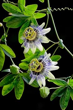 Passiflora Flower Seeds for Planting 100 -Hierloom Flower Seeds - Flower for planting in home garden