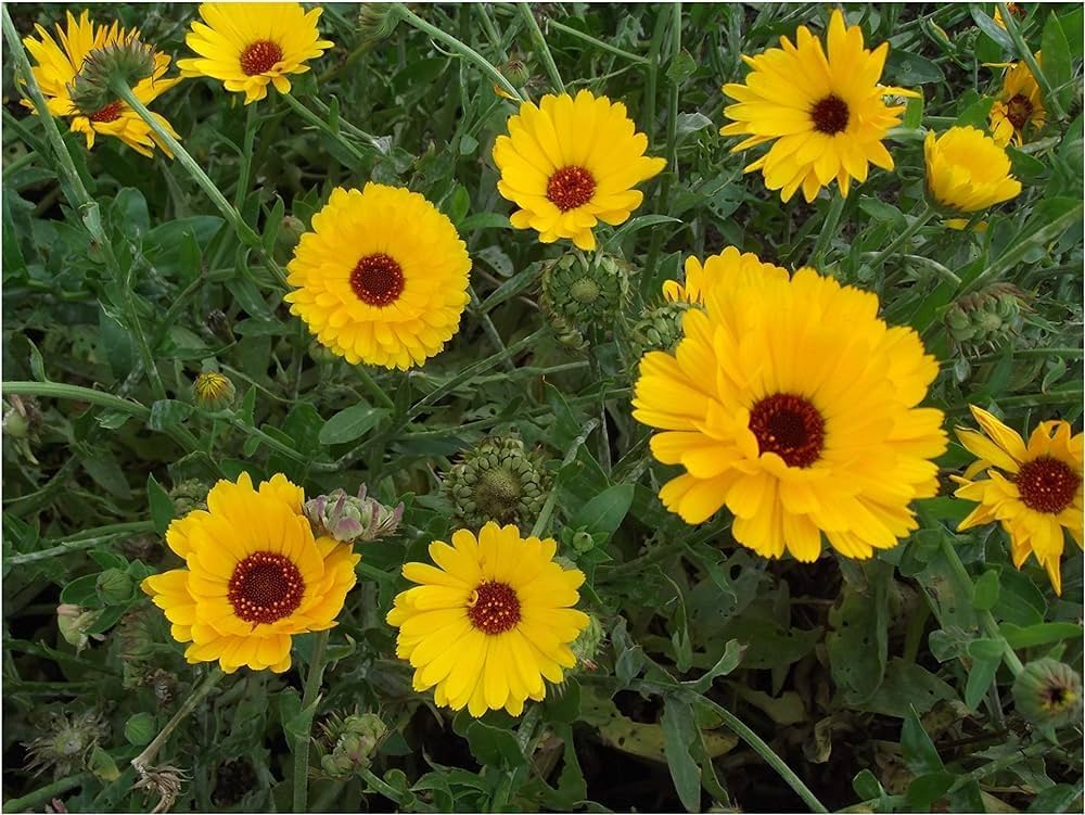 Calendula Officinalis Yellow Flower Seeds