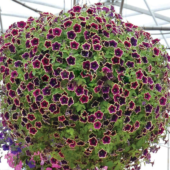 Heirloom Non-GMO Cascadia Flower Seeds for Planting – Colorful Ornamental Garden Blooms