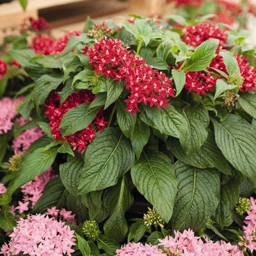 Pentas Graffiti Bright Red seeds – star flower blooms for pollinator gardens