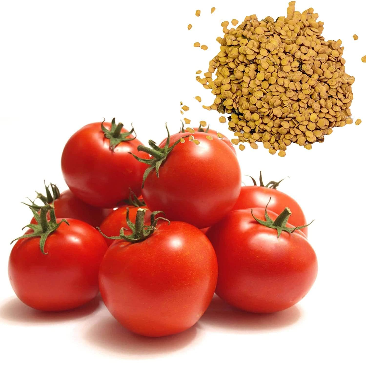 Lake tomato plant grown from organic seeds with smooth red fruits and balanced flavor