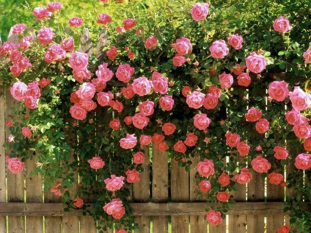 Pink - Rose for planting in home garden