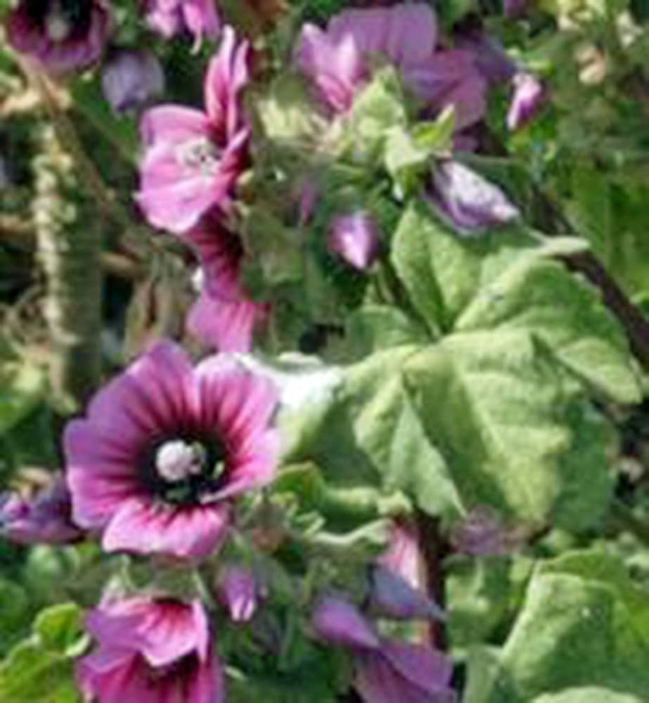 Rose (Mallow mix flower) for planting in garden