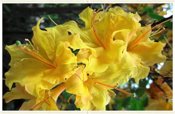 Heirloom Non-GMO Light Yellow Azalea Flower Seeds for Planting – Bright Ornamental Shrub Seeds