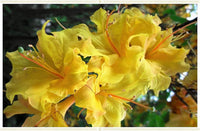 Heirloom Non-GMO Light Yellow Azalea Flower Seeds for Planting – Bright Ornamental Shrub Seeds