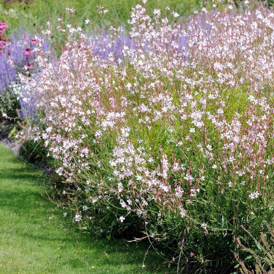 Gaura biennis seeds – beeblossom with pink-white fluttering blooms