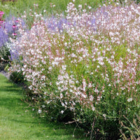Gaura biennis seeds – beeblossom with pink-white fluttering blooms