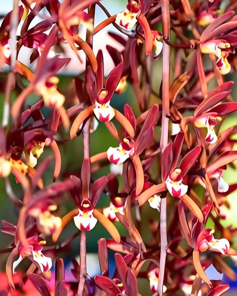 Chinese Cymbidium Orchid Mixed Flower - for planting in home garden