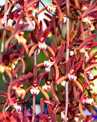 Chinese Cymbidium Orchid Mixed Flower - for planting in home garden