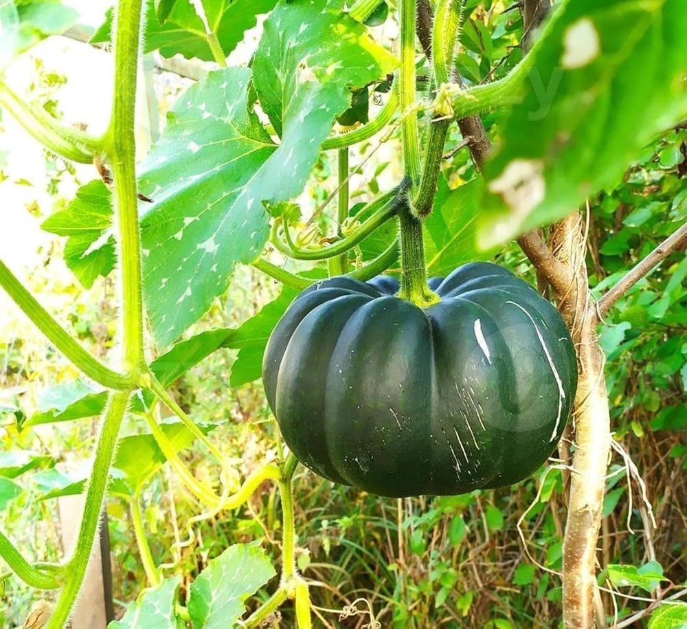 Kabocha japanese Vegetable Pumpkin Seeds for Planting – Heirloom, Non-GMO, Sweet & Nutty Flavor