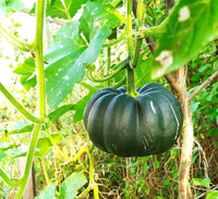 Kabocha japanese Vegetable Pumpkin Seeds for Planting – Heirloom, Non-GMO, Sweet & Nutty Flavor