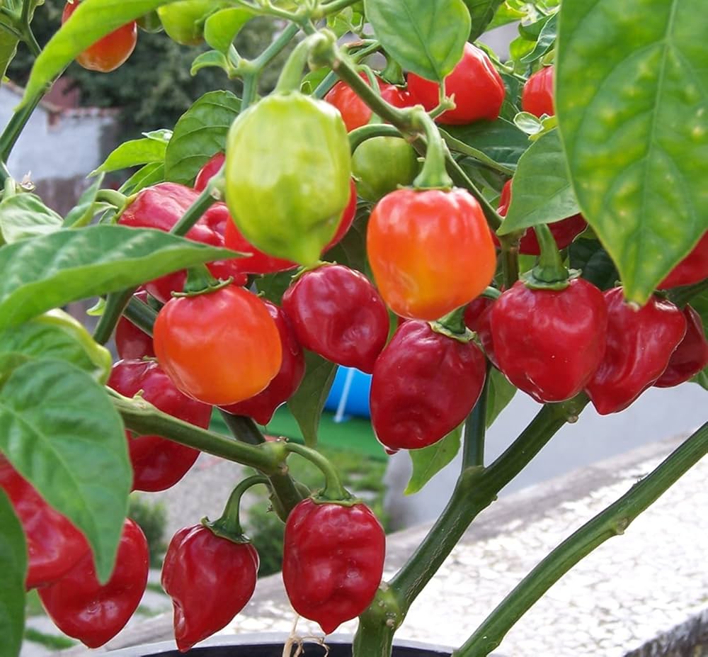 Warty Chile pepper plant (Capsicum chinense) grown from seeds with unique bumpy fruits and strong heat