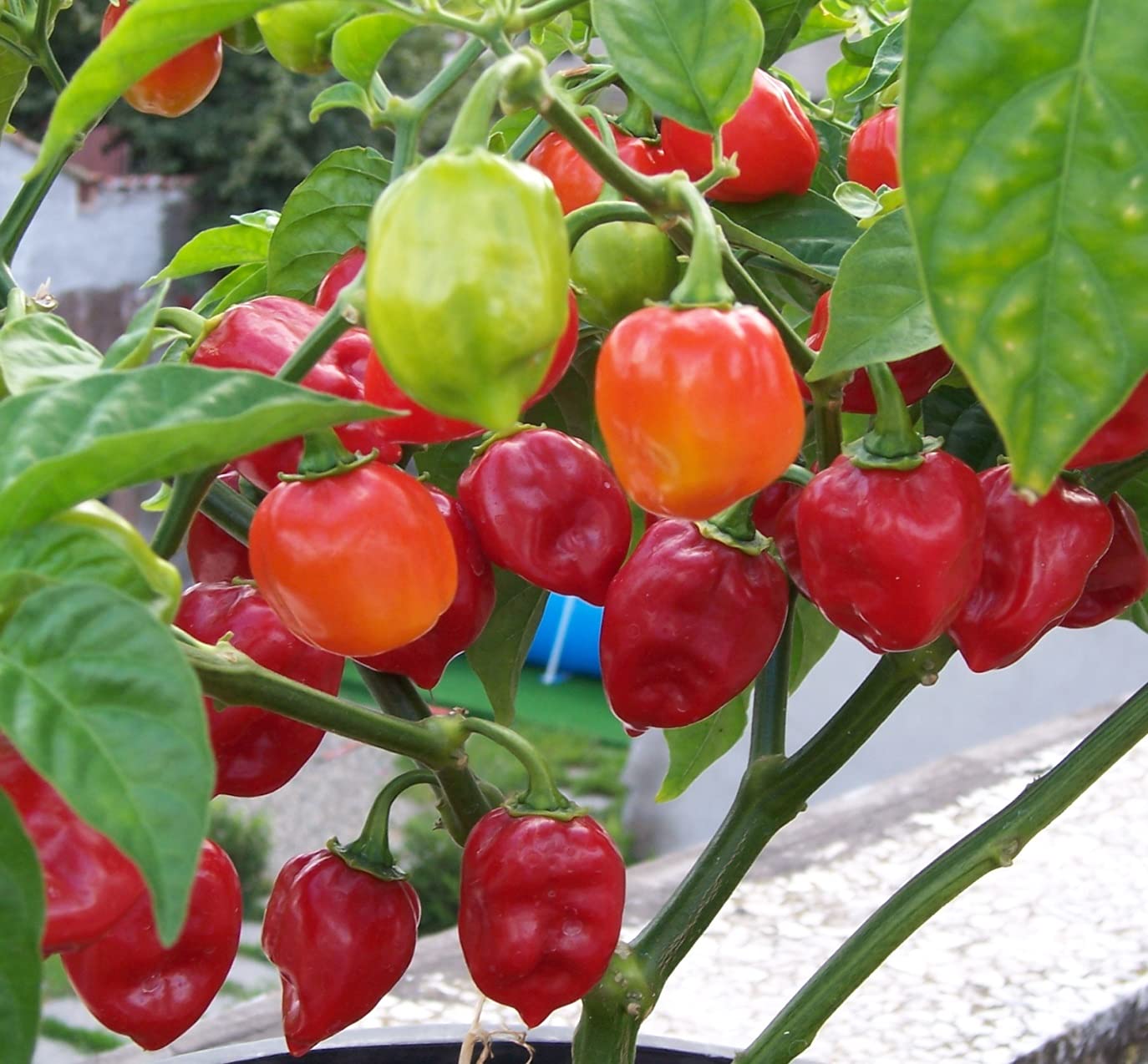 Red Habanero pepper plant from seeds with intensely hot, shiny red peppers