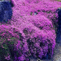 Purple Creeping Thyme Flower Seeds – Heirloom, Non-GMO, Fragrant Ground Cover for Garden Planting