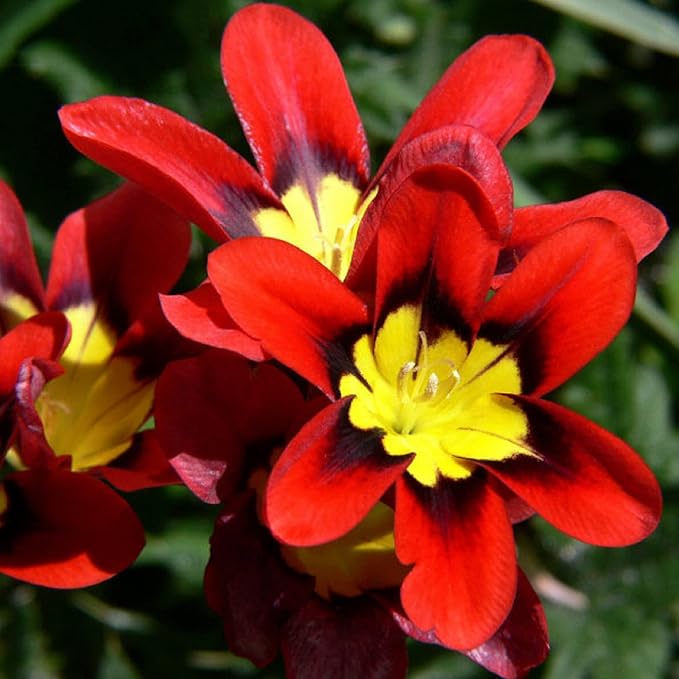 Heirloom Non-GMO Harlequin Flower Seeds for Planting – Colorful Ornamental Garden Blooms - Non-GMO for planting in home garden