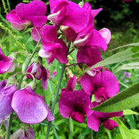 Sweet Pea Flower Seeds for Planting, 100