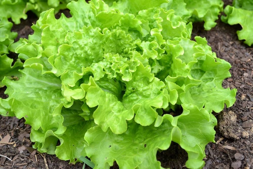 Nevada – Lettuce Seed