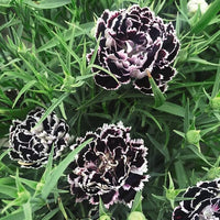 Organic Heirloom Non-GMO Black White Dianthus Seeds for Planting – Bicolor Garden Blooms