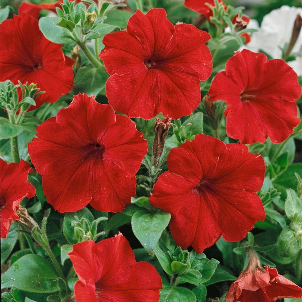 Red petunia flowers grown from seeds with vibrant, velvety red petals in bloom