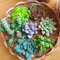 Succulent Mixed Variety - for planting in home garden