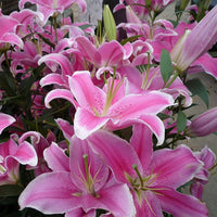 Blue heart lily Lilium spp. flower seeds for planting in indoor pots or backyard flower beds