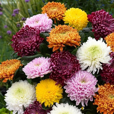 Colorful Chrysanthemum Flower Seeds for Pots & Gardens