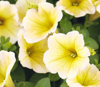 Petunia flower Petunia hybrida Shock Wave Coconut pelleted seeds for planting in indoor pots or window boxes