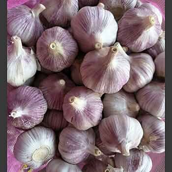 Garlic- Italian Purple ()