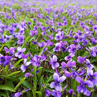 Heirloom Philippica Flower Seeds, Non-GMO Rare Ornamental Blooms for Elegant Garden Planting