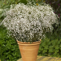 Gypsophila Mixed Perennial Flower - for planting in home garden