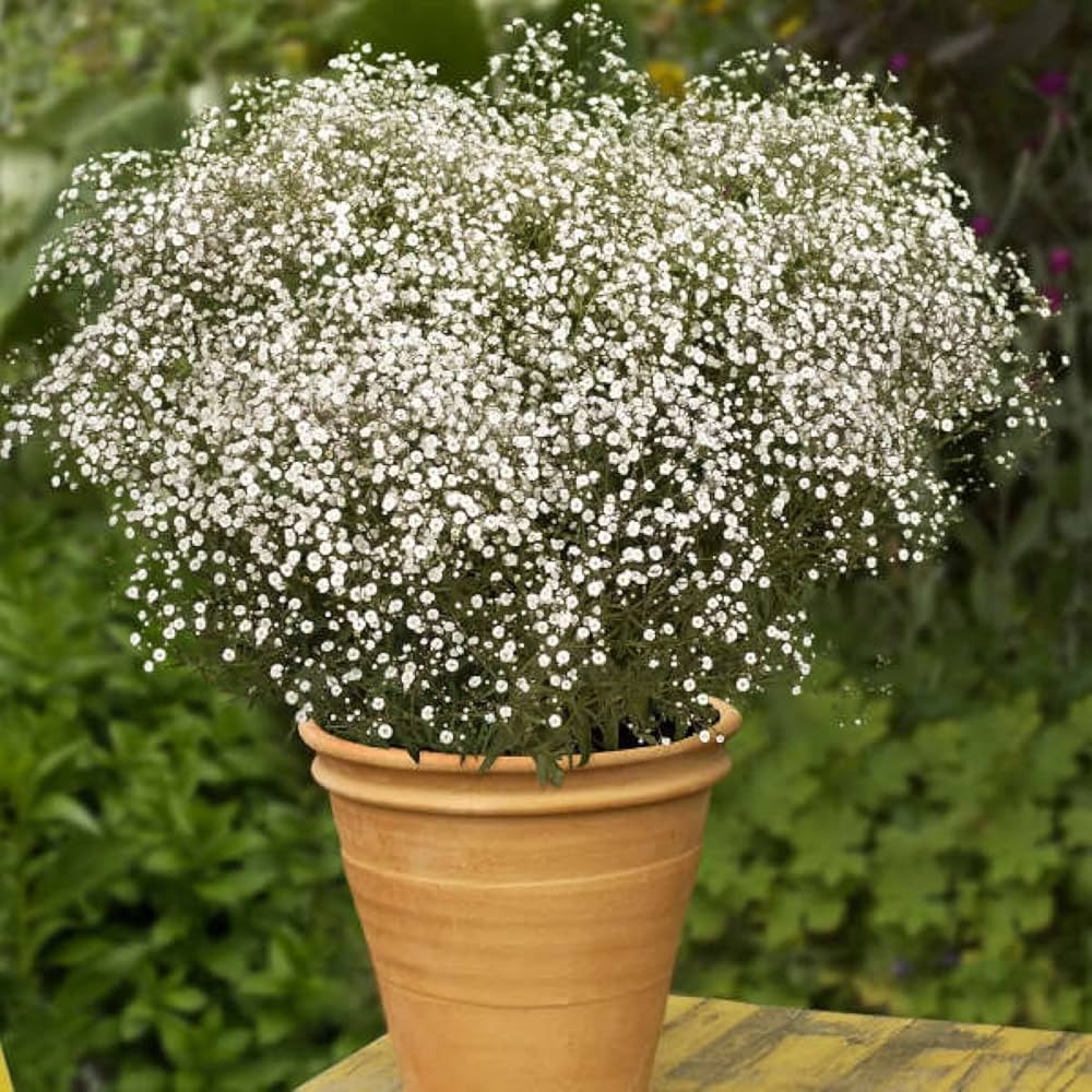 Gypsophila Mixed Perennial Flower - for planting in home garden