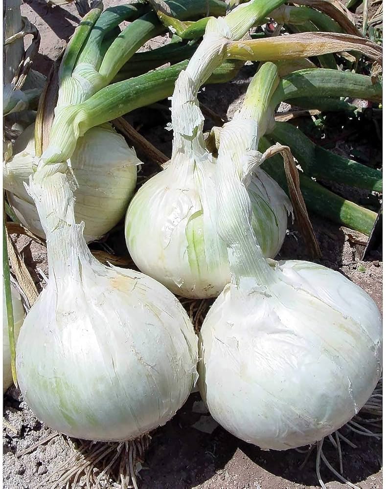 Shallot Allium cepa Vegetable Seeds for Planting White Blanca Variety in Kitchen Garden