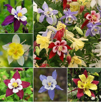 Aquilegia Viridiflora Pall Perennial Flower - for planting in home garden