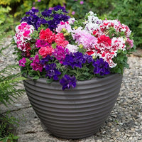Double Petal Petunia Flower Seeds – Compact Variety