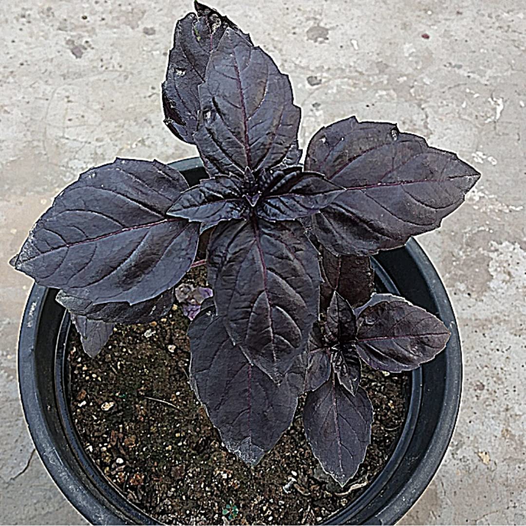 Dark purple basil herb plant grown from seeds with rich purple leaves and aromatic scent