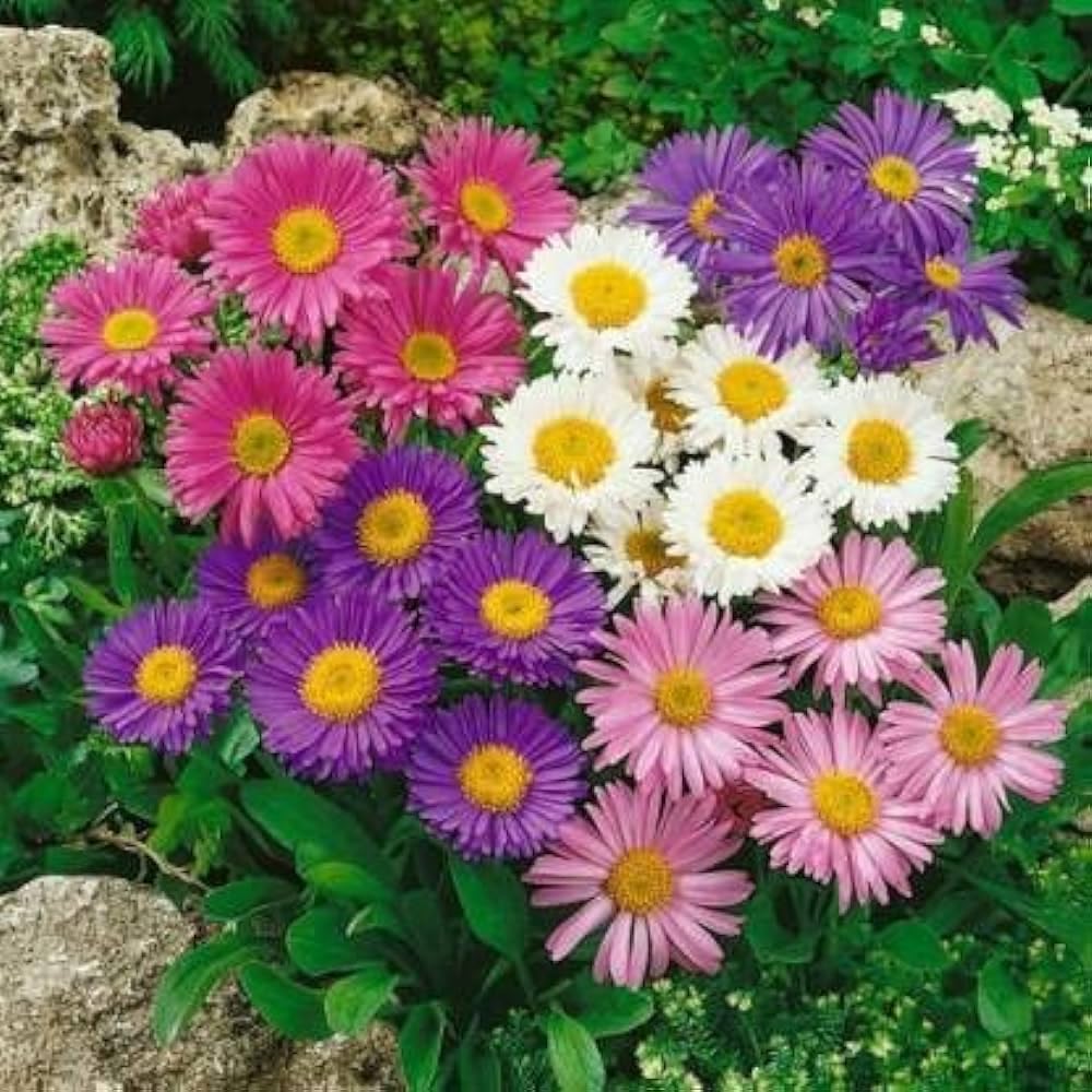 Semi Aster Rainbow Perennial Flower - for planting in home garden