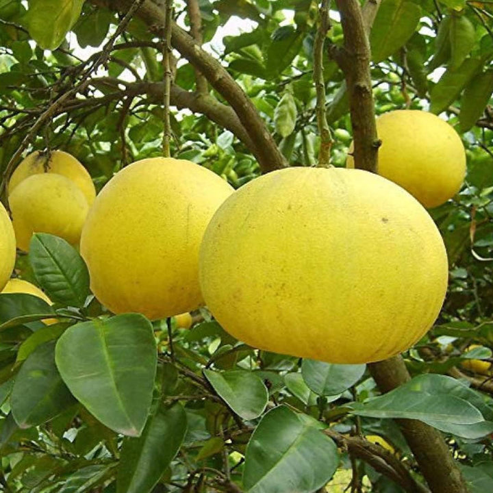 Pomelo Fruit Seeds for Gardening – 100 Seeds 100 pcs