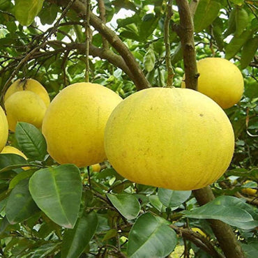 Pomelo Fruit Seeds for Gardening – 100 Seeds 100 pcs
