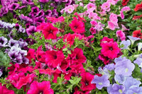 Petunia (flower Petunia hybrida Shock Wave Mix pelleted) for planting in garden