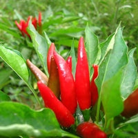 Golden Cayenne Pepper seeds – spicy garden starter, heirloom quality
