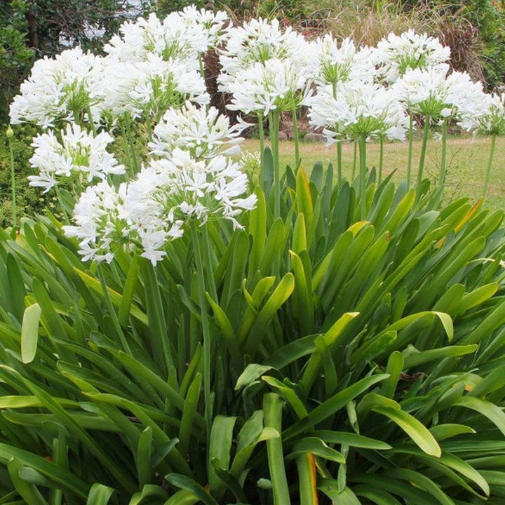 Heirloom Agapanthus Africanus Flower Seeds, Non-GMO Lily of the Nile Blooms for Elegant Garden Planting